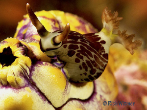Nembrotha lineolata on an asidian at Komodo.  G9/DS160s/U... by Richard Witmer 